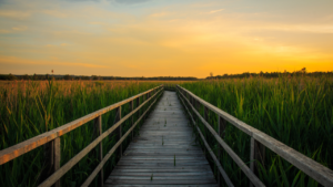 Terapia dialéctico comportamental